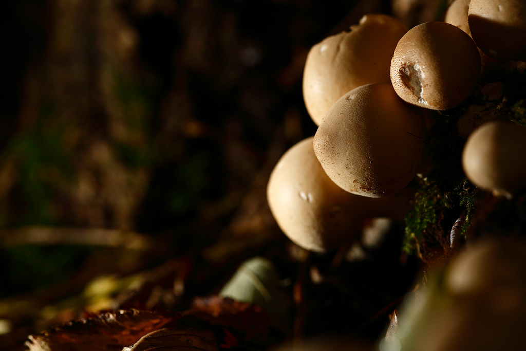 20081026 - Shrooms