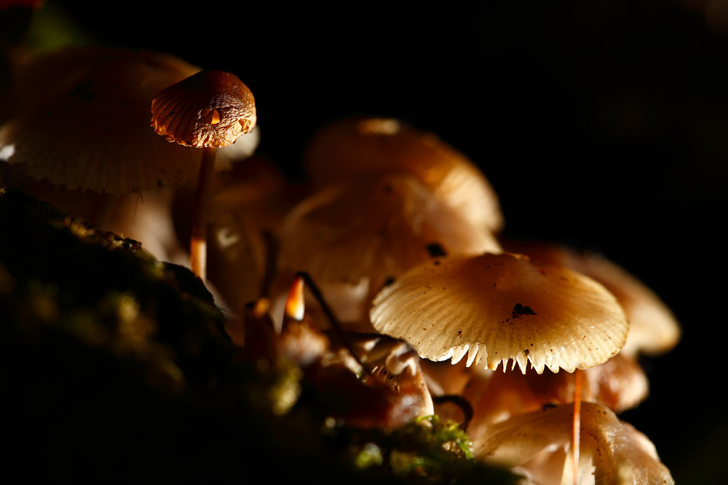 20081026 - Shrooms