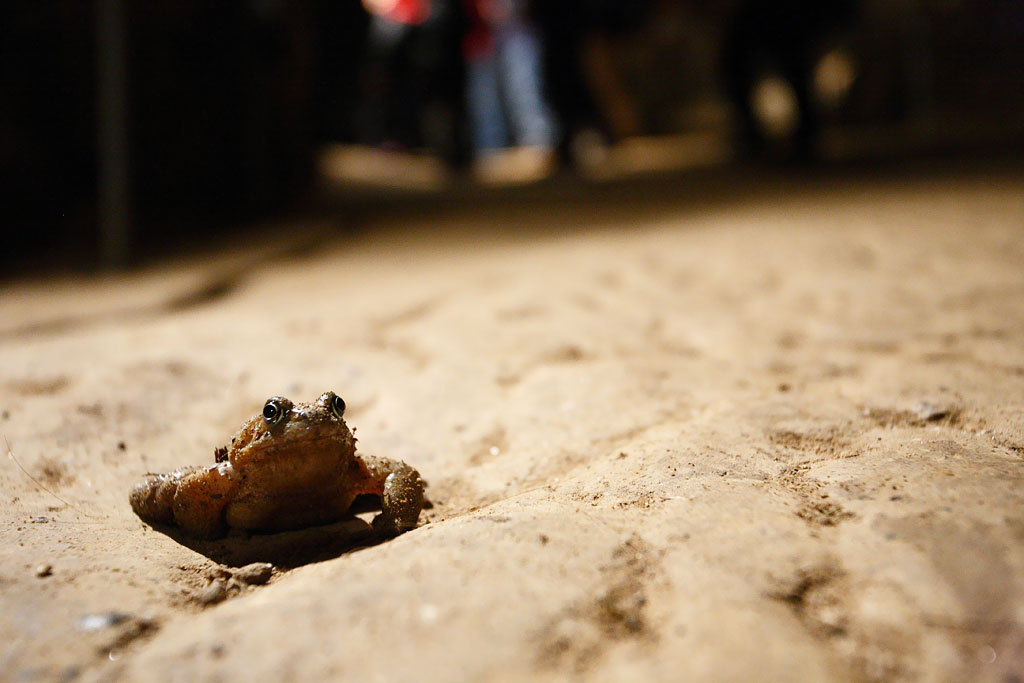 20100320 - Cavefrog