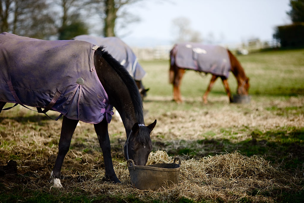 20080422 - Horses.jpg