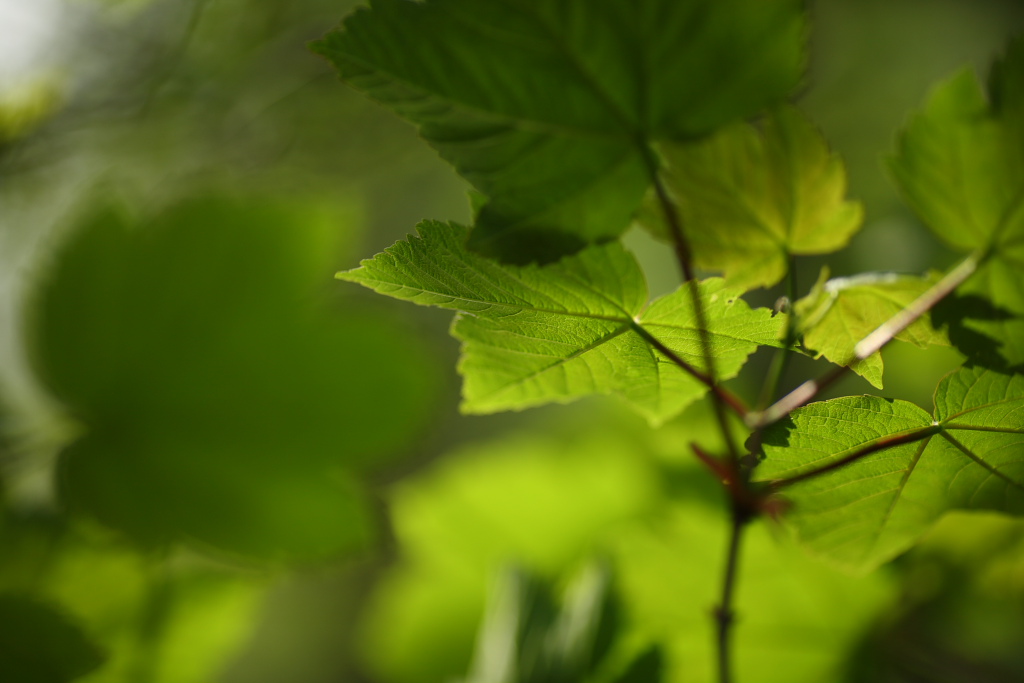 20080511 - Leaves