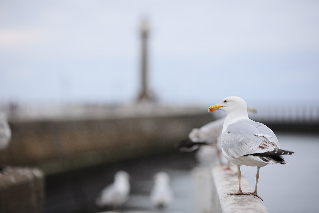 Obligatory Seagull Shot