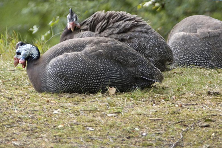 siesta
