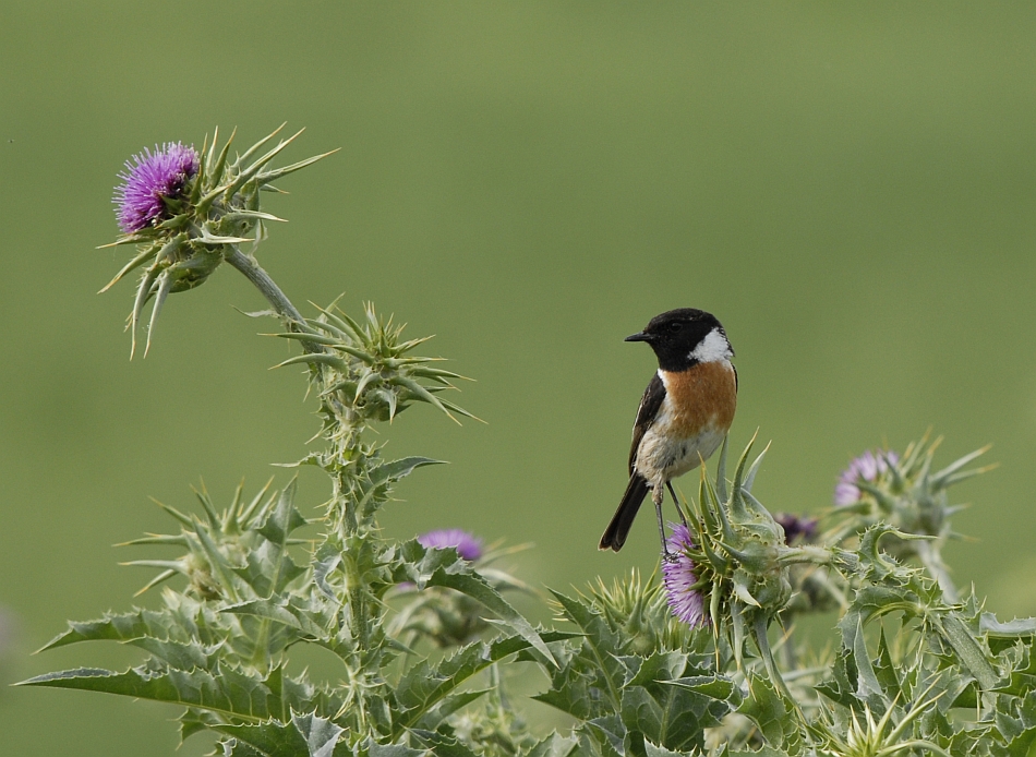 Roodborsttapuit-Common Stonechat