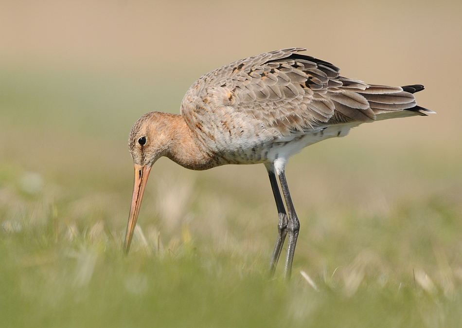 Grutto-Black-tailed Godwit
