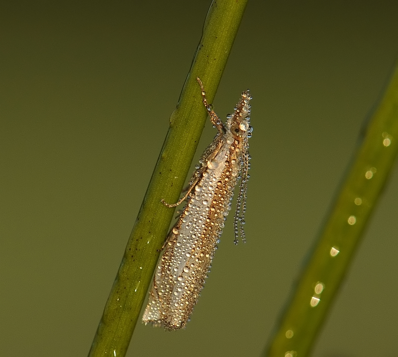 Zilverstreepgrasmot-Crambus pascuella