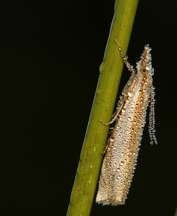 Zilverstreepgrasmot-Crambus pascuella