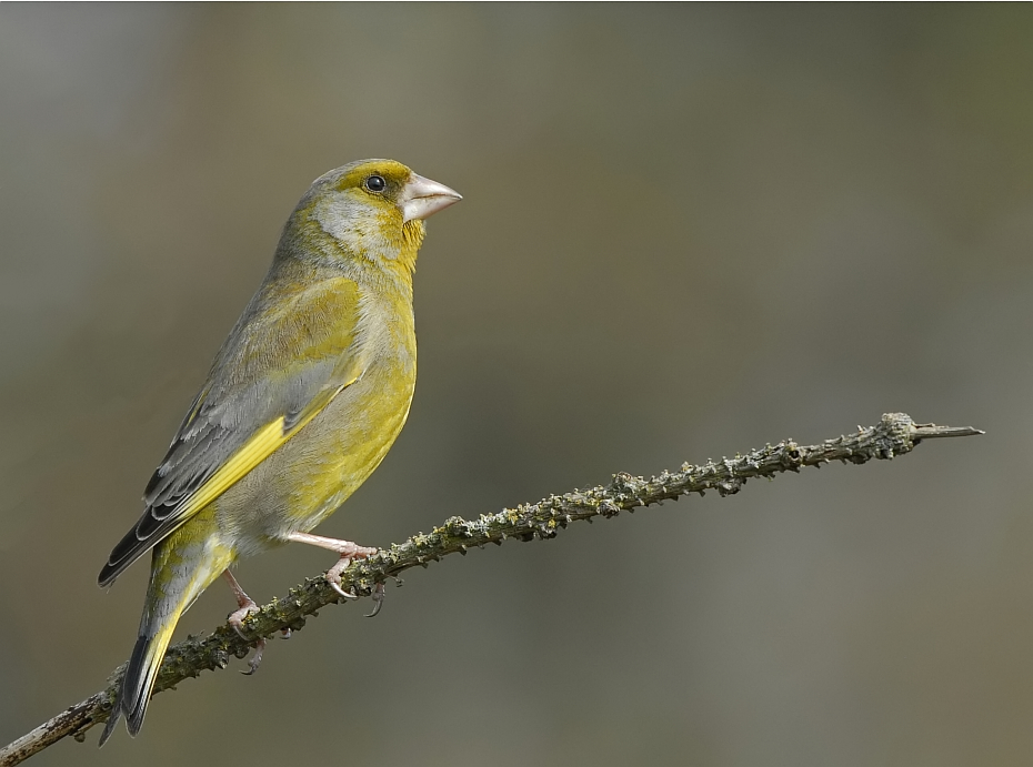 Groenling-Greenfinch