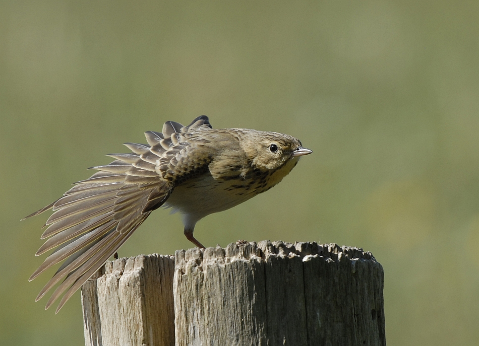 Boompieper -Tree Pipit