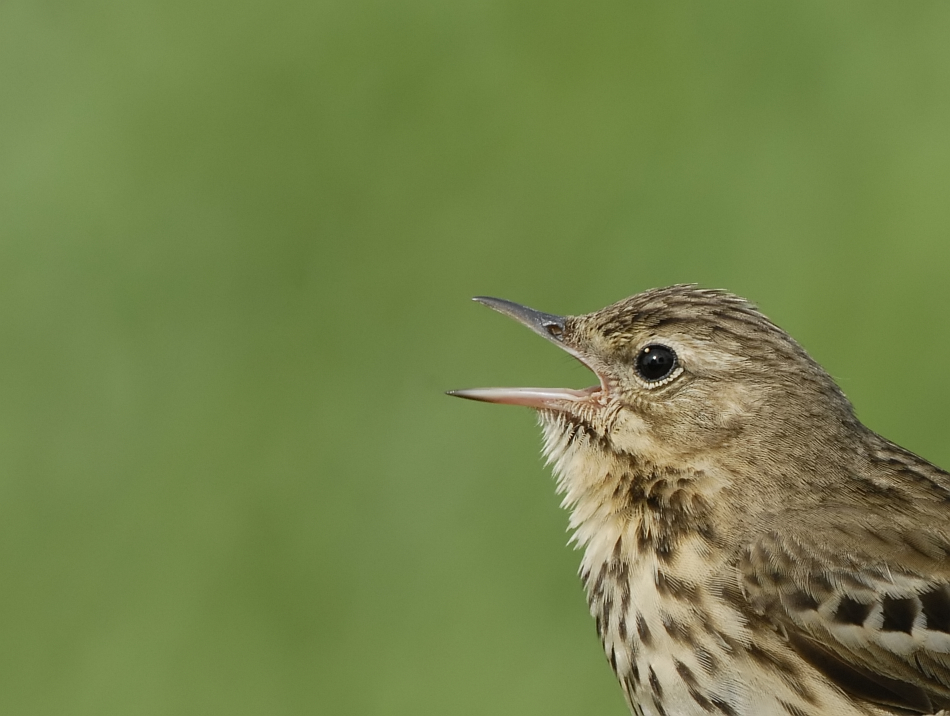 Boompieper -Tree Pipit