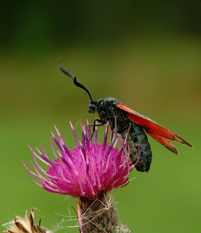 Sint-jansvlinder-Six-spotted Burnet