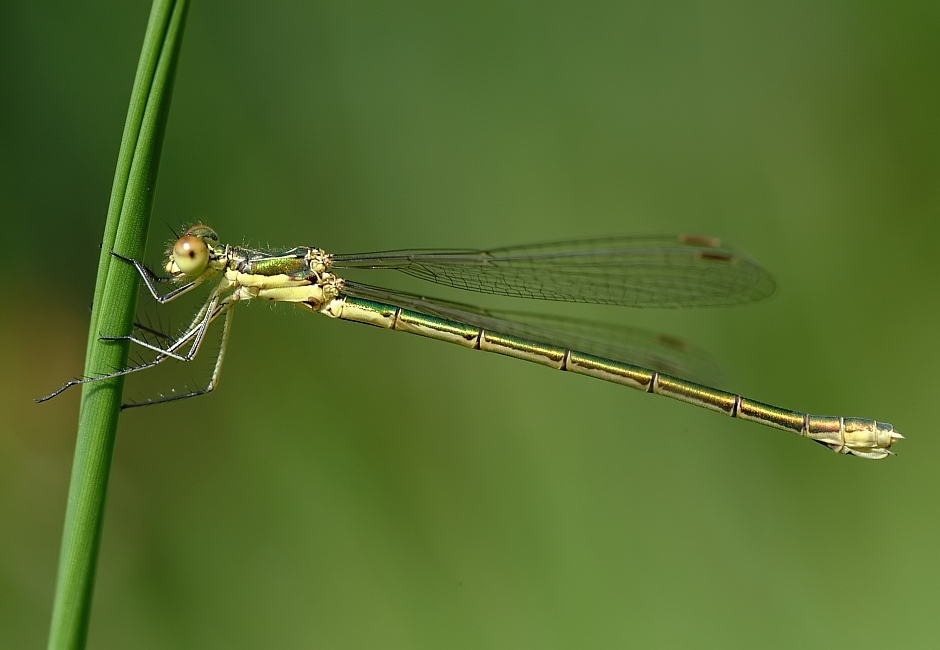 Tengere pantserjuffer-Small Spreadwing