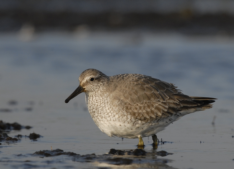 Kanoet -Red Knot
