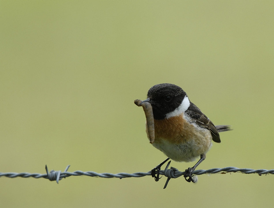 Roodborsttapuit-Common Stonechat