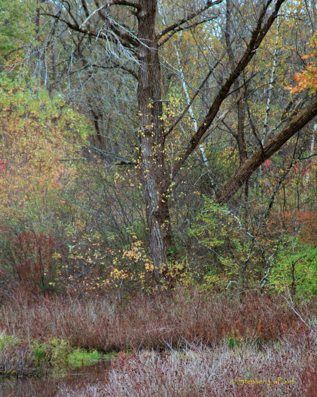 Fall Patterns.jpg