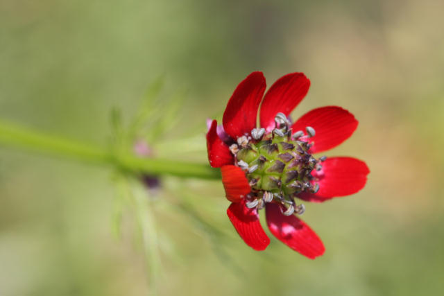Sommeradonisrschen