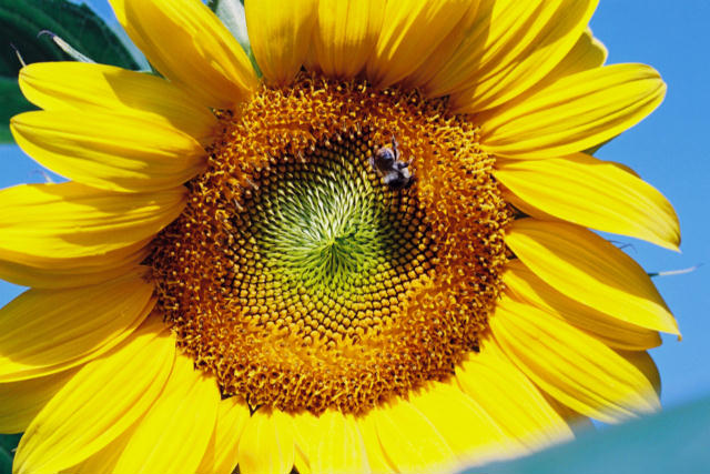 Sonnenblume