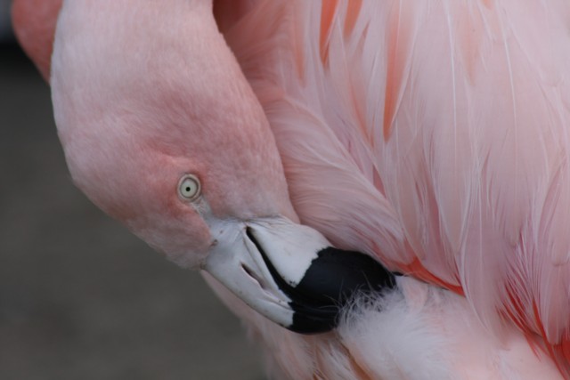 Flamingo