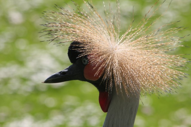 Kronenkranich