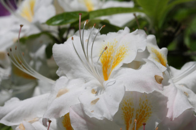 Rhododendron