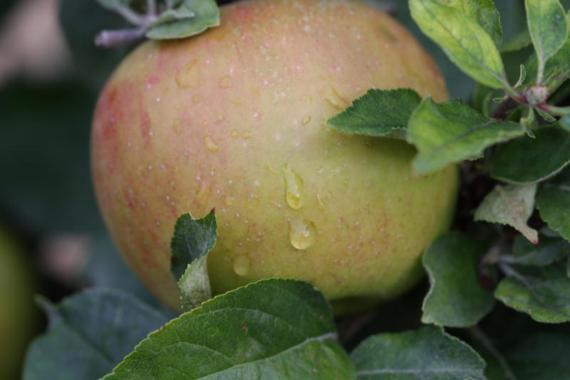 Apfel