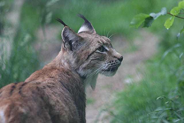 Luchs