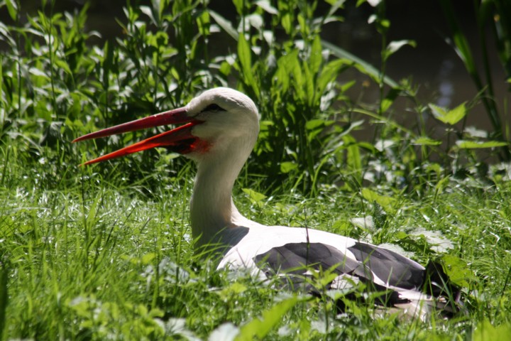 Weistorch / stork