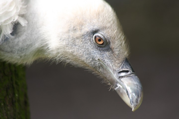 Gnsegeier / griffon vulture