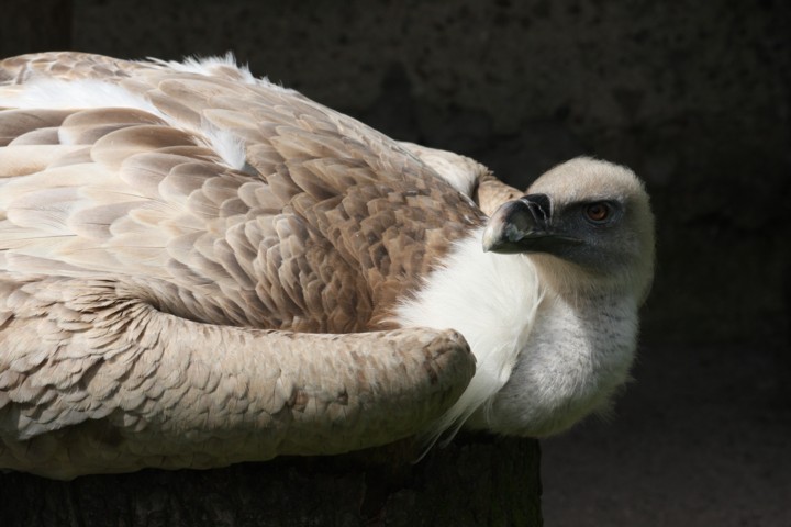 Gnsegeier / griffon vulture