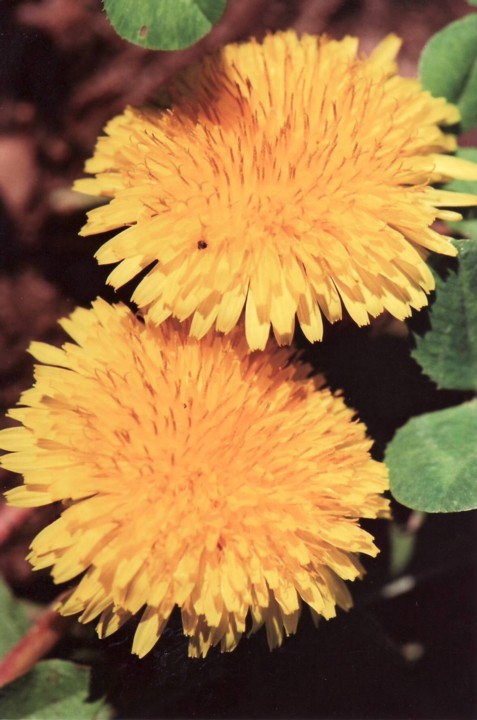 Lwenzahn / dandelion