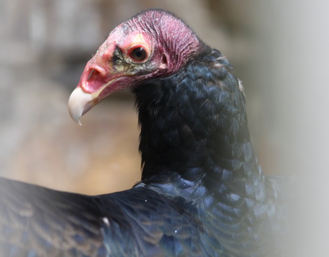 Truthahngeier / turkey vulture