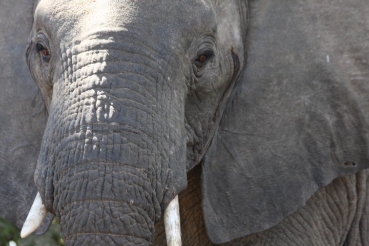 Elefantenbulle / bull elephant