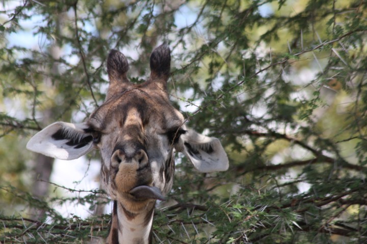 Thornicrofts Giraffe