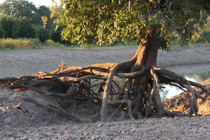 roots of a sausage tree