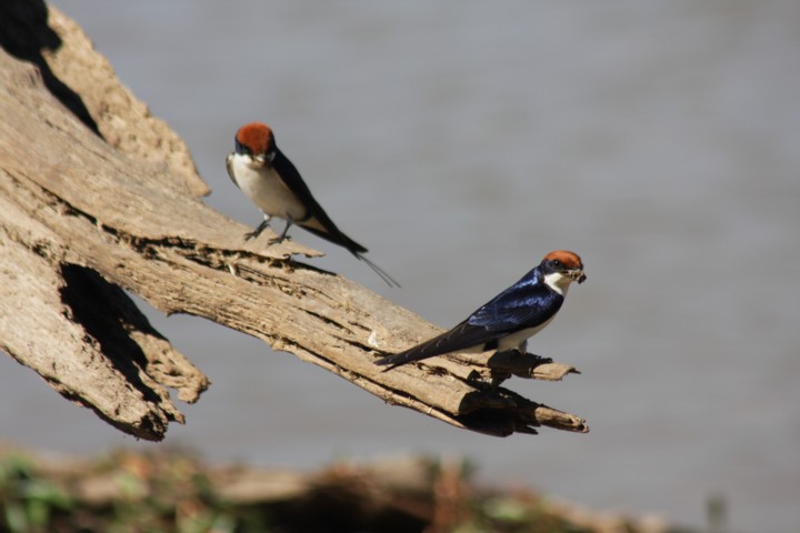 wire-tailed swallows / Rotkappenschwalben