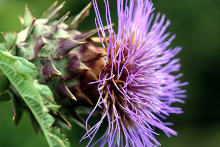 Artischocke / artichoke