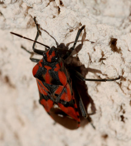 Schmuckwanze / stink bug
