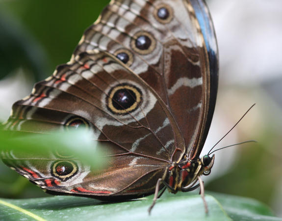 die andere Seite des Blauen Morpho / the blue morphos other side