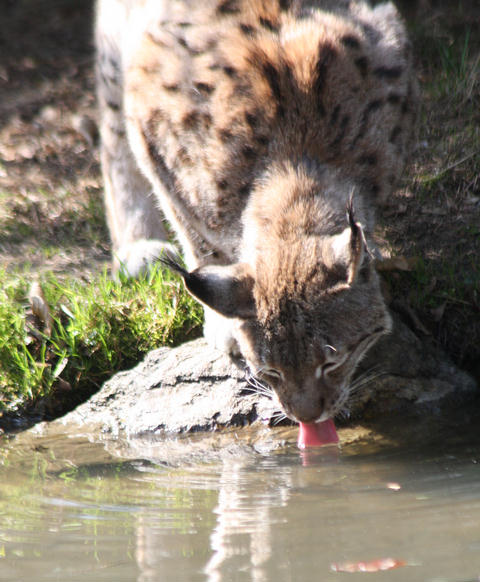 Luchs / lynx