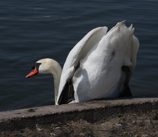 Hckerschwan / mute swan