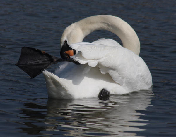 Hckerschwan / mute swan