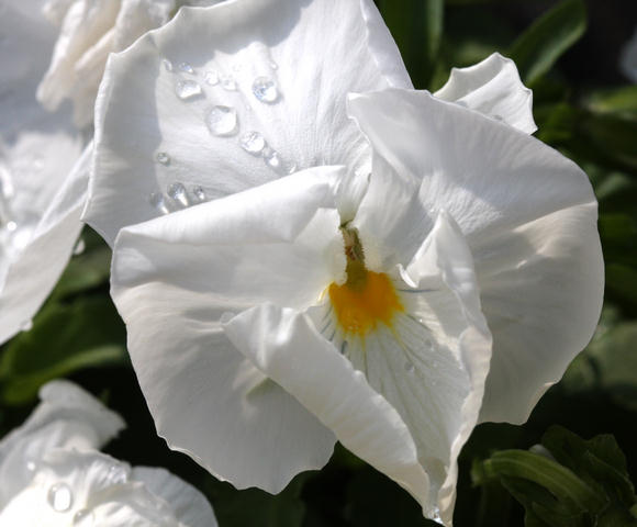 Stiefmtterchen / pansy