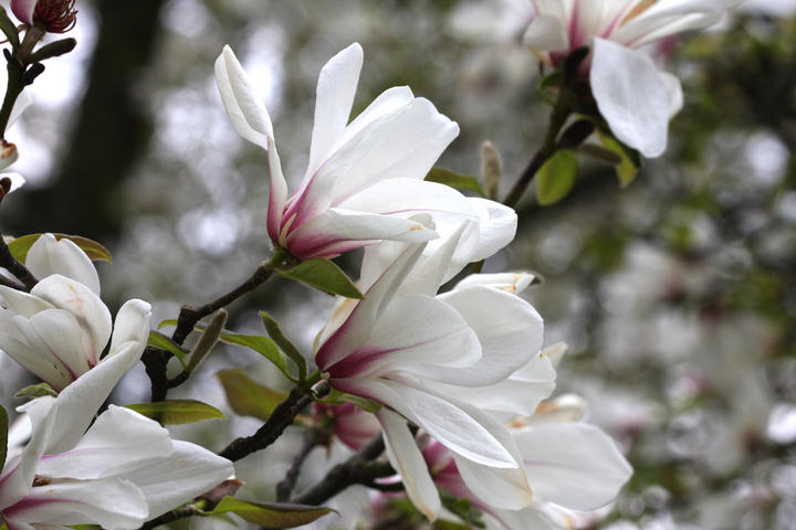 Magnolia