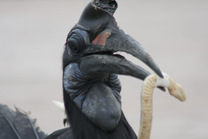 Nrdlicher Hornrabe / Abyssinian ground-hornbill