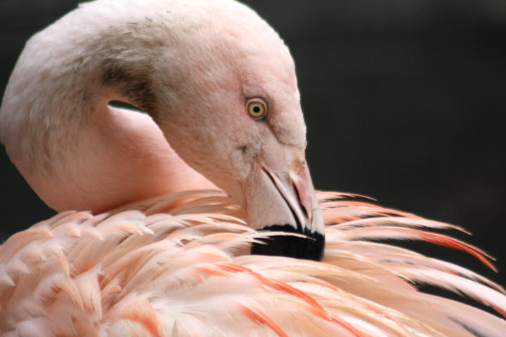 Chileflamingo / Chilean flamingo