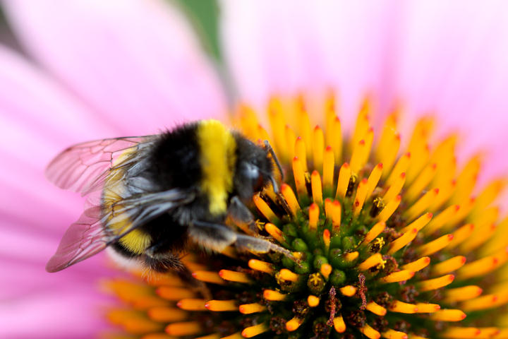 Echinacea