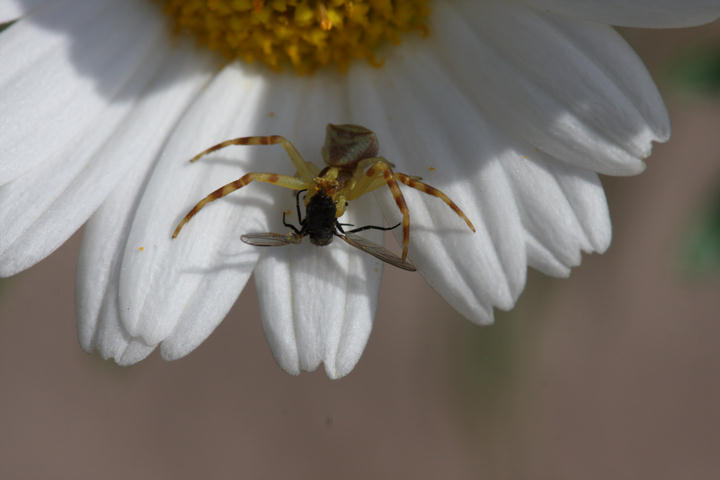 Vernderliche Krabbenspinne mit Beute / crabspider with prey