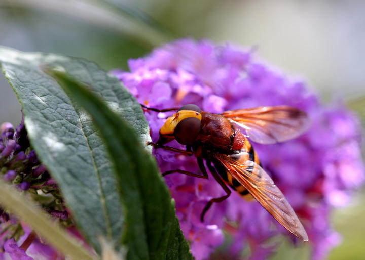 Hornissenschwebfliege / hornet mimic hoverfly / volucelle