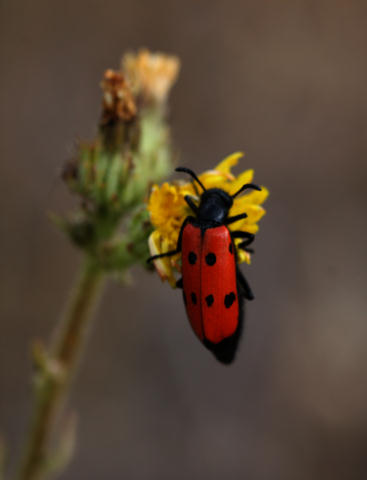 Haar-Langbeinkfer (Lachnaia sexpunctata)