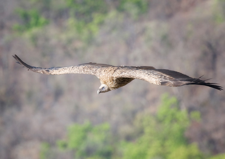 Gyps-bengalensis